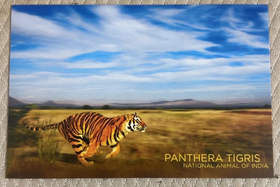 Panthera Tigris