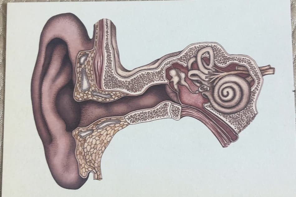 Human Anatomy