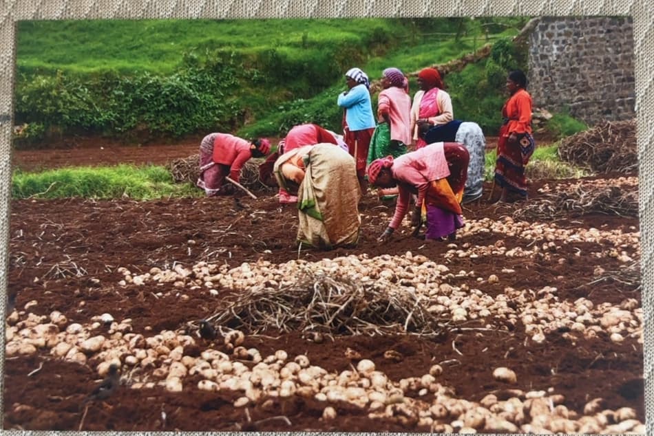 Ooty Agriculture Farms