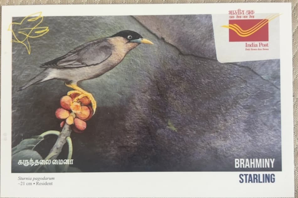 Brahminy Starling