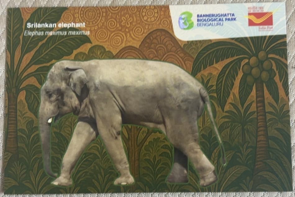 Srilankan Elephant