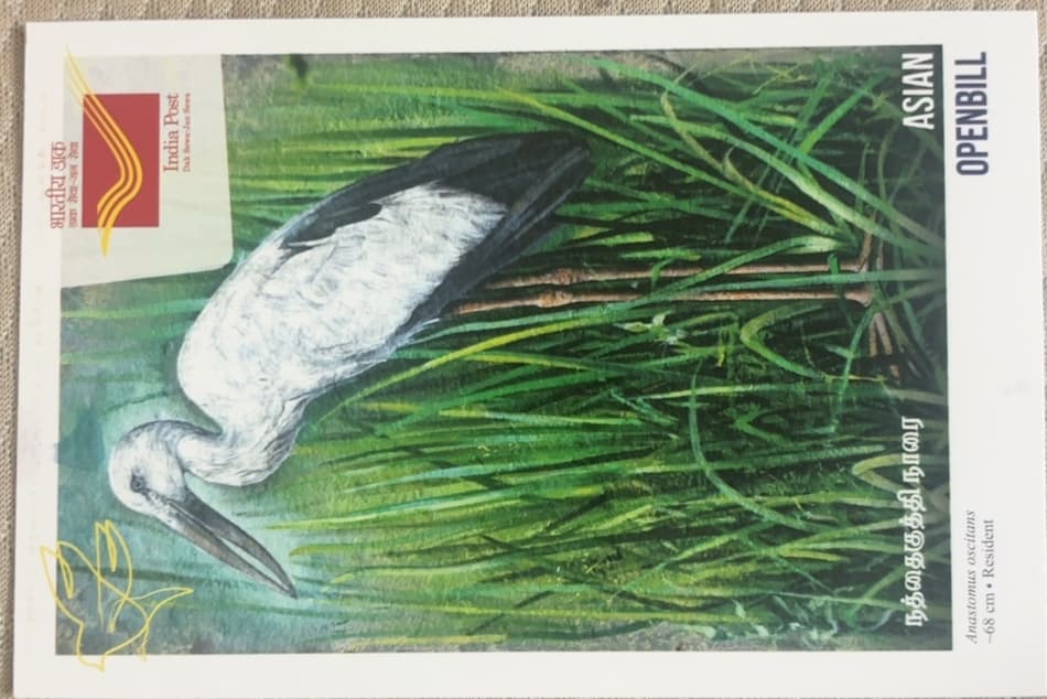 Asian Openbill