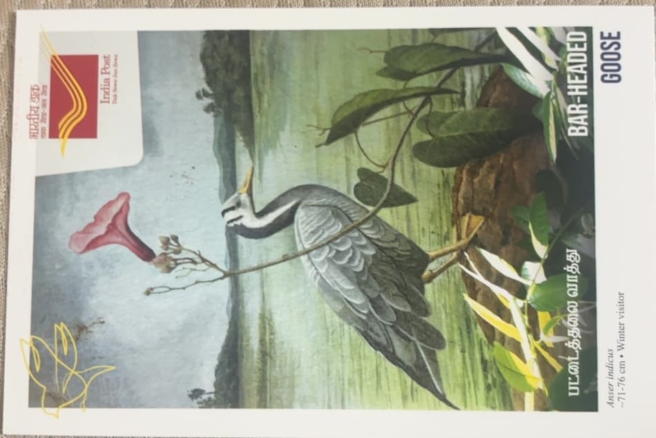 Bar Headed Goose
