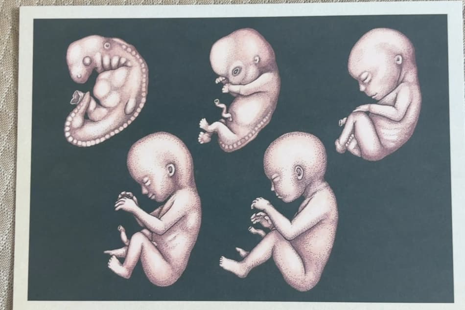Human Anatomy