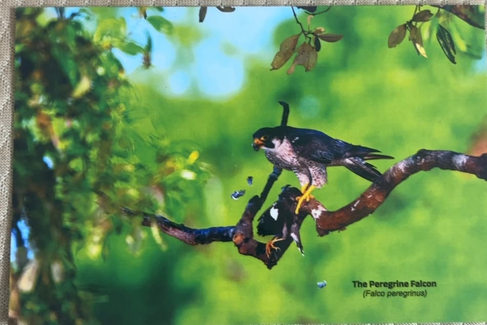 The Peregrine Falcon