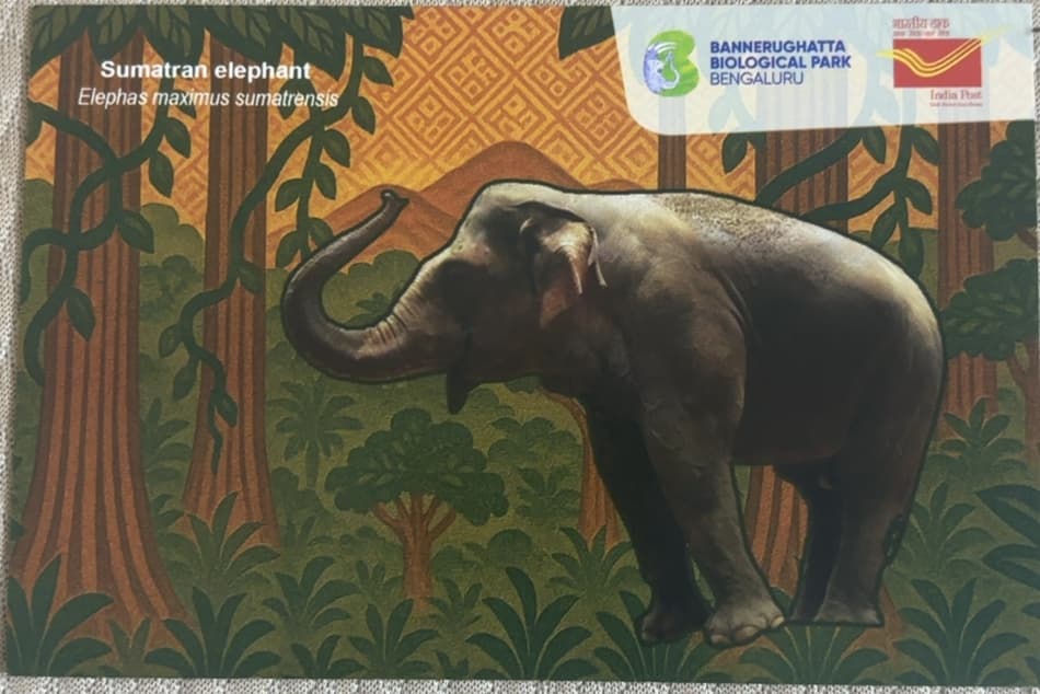 Sumatran Elephant