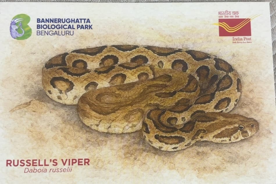 Russell’s Viper