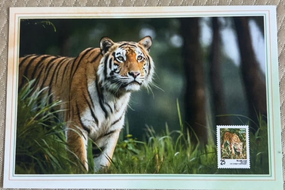 Bengal Tiger