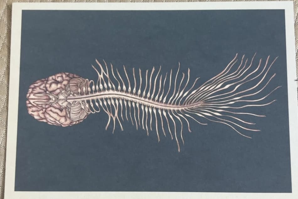 Human Anatomy