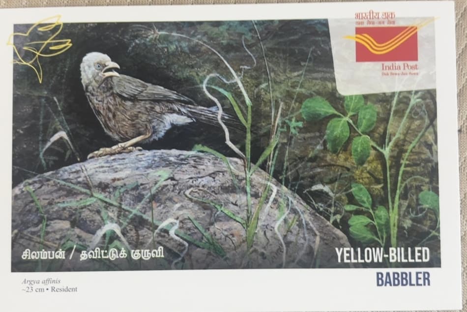 Yellow Billed Babbler