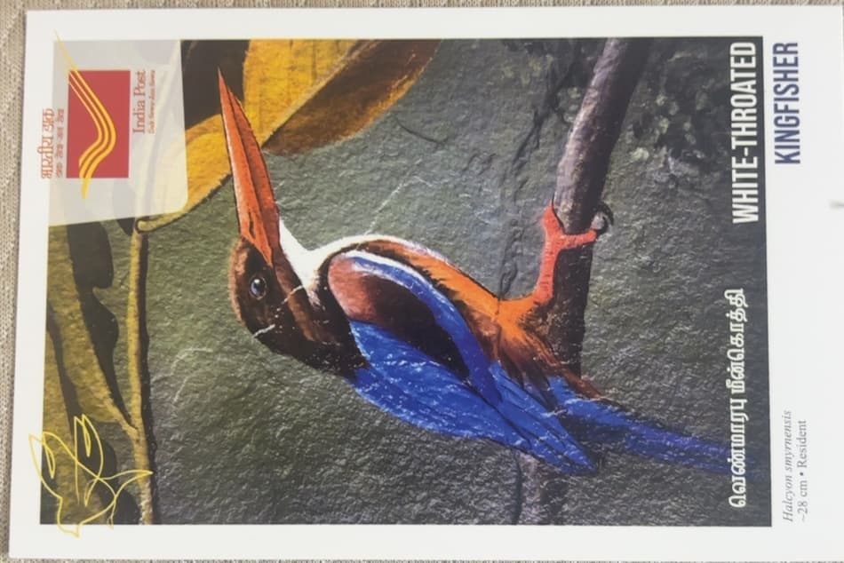 White Threoated Kingfisher