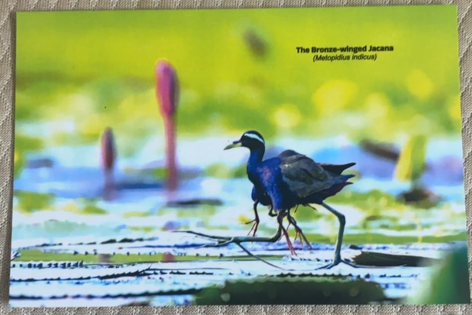 Bronze Winged Jacana