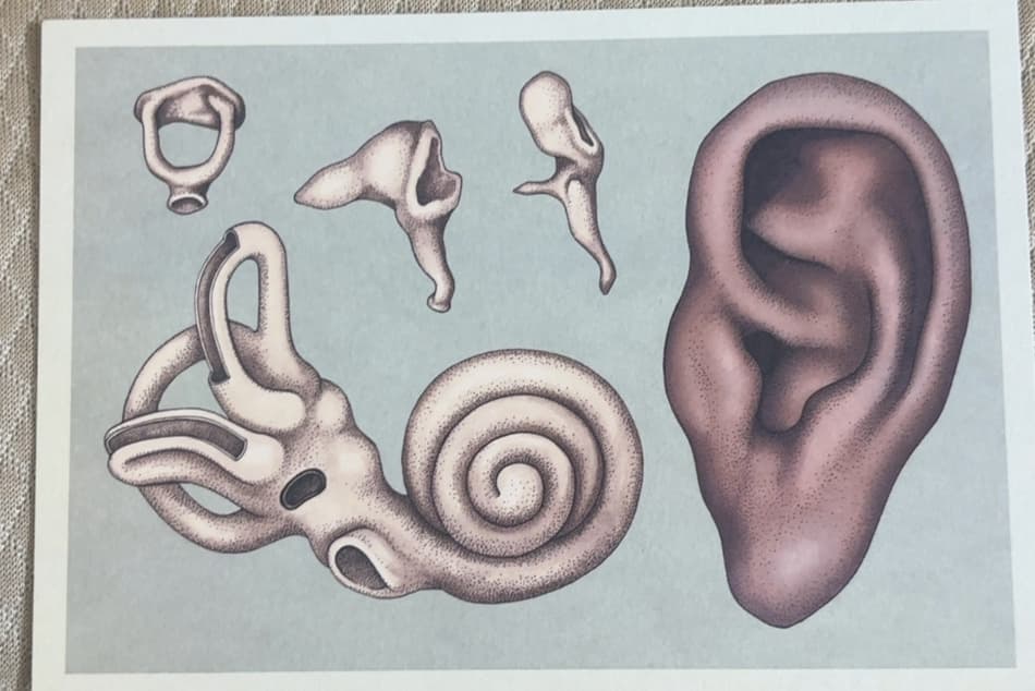 Human Anatomy