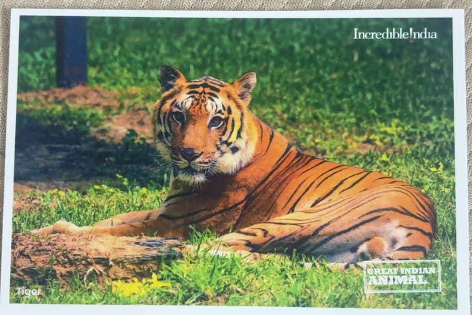 Incredible India Tiger